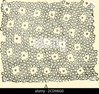 . Kirkes' handbook of physiology . and is doubly refractive, isotropic ...