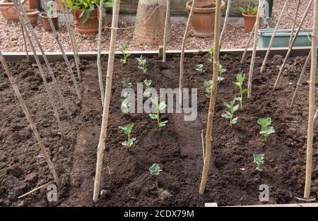 Freshly Planted Home Grown Organic Broad Bean Plants (Vicia faba) Growing in a Raised Bed on an Allotment in a Vegetable Garden in Devon, England, UK Stock Photo