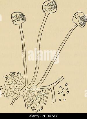 . Public health laboratory work, including methods employed in bacteriological research, with special reference to the examination of air, water and food contributed . Fig. 51.—Aspergillus glaucus. Any starch employed—as it rarely is—as an adul-terant, can be detected by the iodine reaction and themicroscope. Cheese is peculiarly liable—and especially the moisterkinds—to parasitic growths, which are considered bymany to add materially to the flavour of the article.They are probably harmless when ingested with thecheese; but a knowledge of the commoner forms ofgrowth is desirable : — Aspergilhi Stock Photo