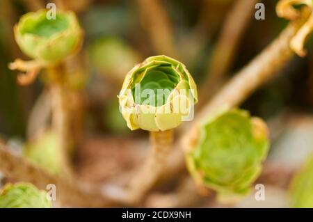Closeup detail of a young closed rosette of tree houseleek (Aeonium arboreum, Crassulaceae). Irish rose. succulent plant. subtropical subshrub.