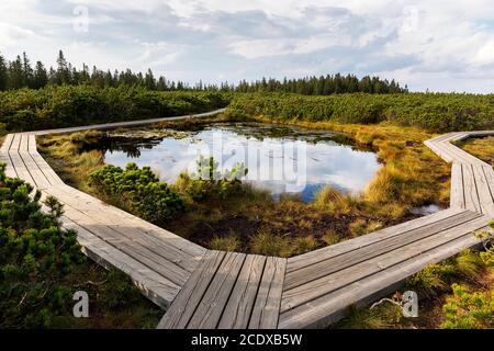 Wooden boardwalk crossing marshes surrounded with bushes, Lovrenska jezera lakes, Slovenia Stock Photo