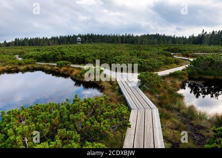 Wooden boardwalk crossing marshes surrounded with bushes, Lovrenska jezera lakes, Slovenia Stock Photo