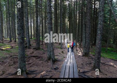 Mother and son talking on forest Boardwalk Amidst Trees Stock Photo