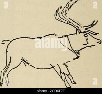 . God's two books; or, Plain facts about evolution, geology, and the Bible . Figure of a mammothchiseled on the walls ofcaves in southern France.This great elephant musthave been contemporane-ous M^ith the man whodrew his picture. Reindeer