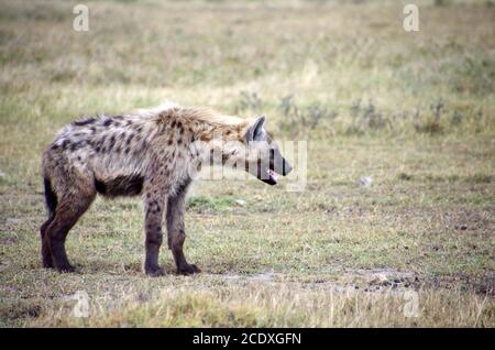 Hyena in the Serengeti park in Tanzania Stock Photo