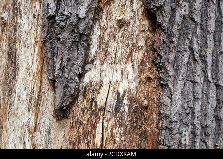 high quality wood texture photography Stock Photo