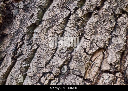 high quality wood texture photography Stock Photo