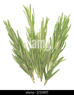 Rosemary on white Stock Photo