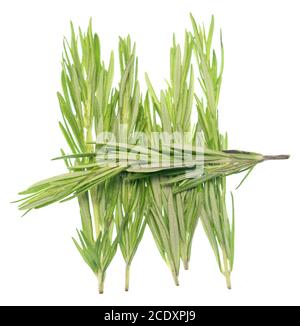 Rosemary on white Stock Photo