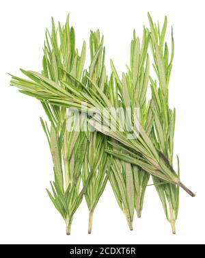 Rosemary on white Stock Photo