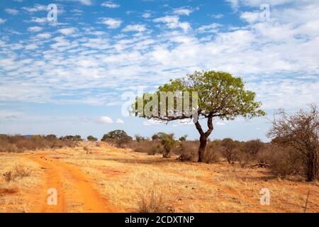 Green tree near the red soil way, scenery of Kenya