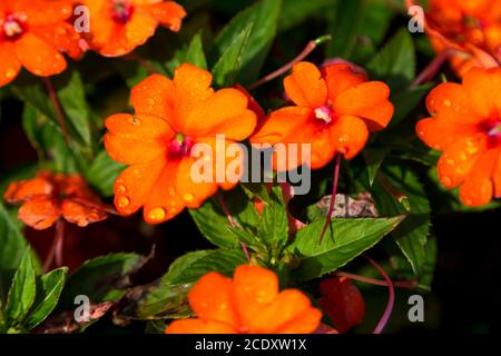 Orange flowers with drops of water on the flowers Stock Photo