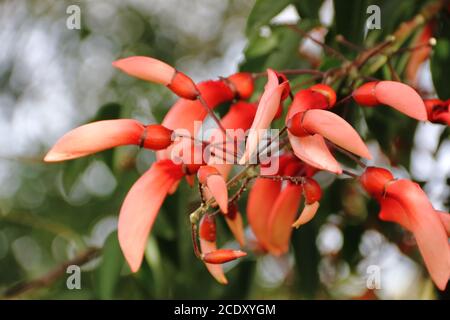 Erythrina crista galli native to South America national flower of Argentina Stock Photo