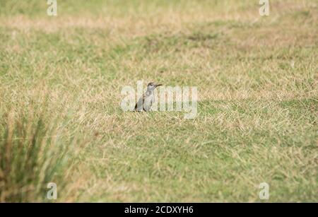 Green Woodpecker (Picus viridis) foraging Stock Photo