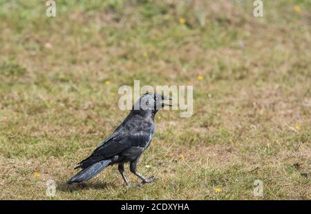Jackdaw (Corvus monedula) panting on a really hot day (35C) Stock Photo