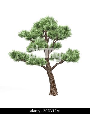 Bonsai pine isolated on white background - 3d render Stock Photo