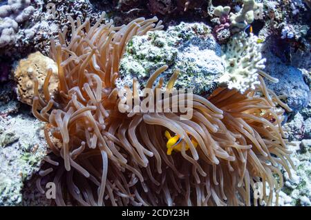Beautiful close up of marine life is a dark sea anemone , sea plant growing along the coral reef. A Clown Anemone fish shelterin Stock Photo