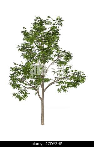 Green Maple Tree Rendering 3D render of a maple tree in a grassy landscape with vintage effect ...