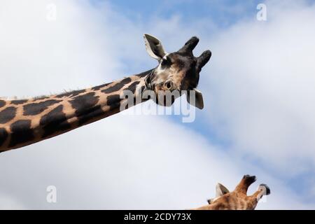 Curious funny giraffe looking down from the sky - unusual humorous nature animal Stock Photo