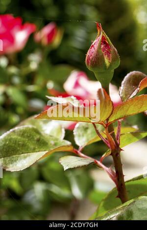 three rose leaves on a stem with a closed rose bud Stock Photo