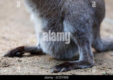 female of kangaroo with small baby in bag Stock Photo