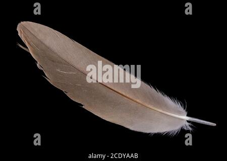 A small  duck brown  feather lies on a black table isolated Stock Photo