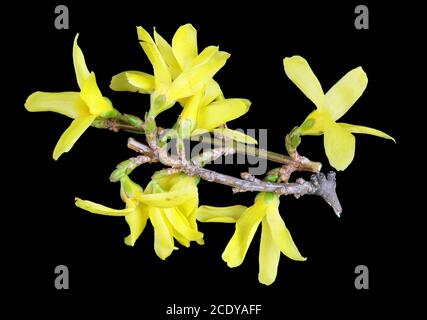 Spring April Forsythia bush branches with yellow flowers macro isolated black Stock Photo
