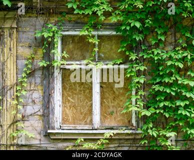 The wall of an old house with a boarded up window and wild grapes on the wall. Stock Photo