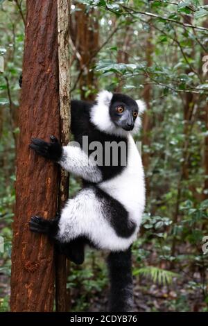 A black and white lemur sits on the branch of a tree Stock Photo