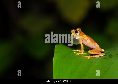 A small orange frog is sitting on a leaf Stock Photo