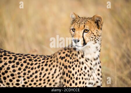 A portrait of a cheetah in the grass landscape Stock Photo