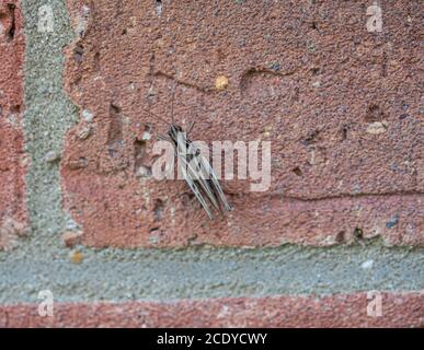 Single Cricket Macro on red brick wall banner panoramic Stock Photo