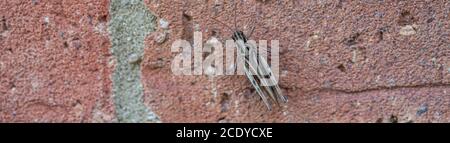 Single Cricket Macro on red brick wall banner panoramic Stock Photo