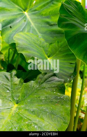 Plant with giant leaves, very large leaves, called the giant elephant's ear (Alocasia macrorrhiza). The leaves are water-repellent, aquaphobic Stock Photo