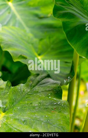 Plant with giant leaves, very large leaves, called the giant elephant's ear (Alocasia macrorrhiza). The leaves are water-repellent, aquaphobic Stock Photo
