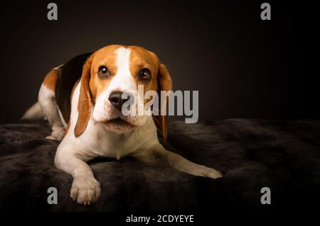 Irritated beagle dog on bed barking demands a treat for posing for photo. Stock Photo