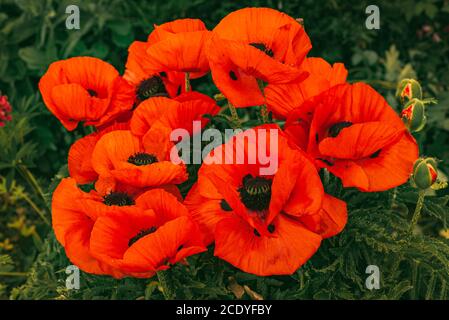 Beautifull vibrant huge poppy flowers growing togheter. Stock Photo