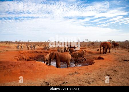 a lot of elephants on the waterhole, safari in Kenya