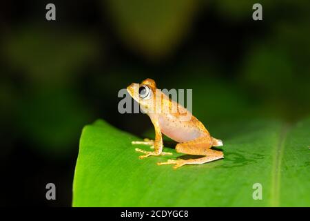 The small orange frog is sitting on a leaf Stock Photo