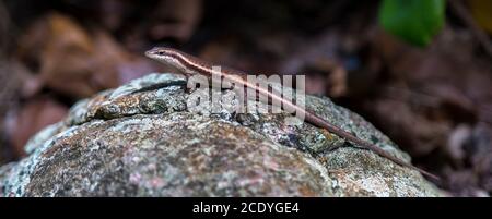 Small lizard on the stone with a beautiful color Stock Photo
