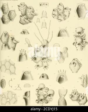 . Morphological and systematic studies on the cheilostomatous Bryozoa . chambers are seen. X 75.. zooecium of the same species, lateralview. The strong rostrum proxinially lothe aperture is seen and also the maigiiuilridge which is very prominent, runningout into lobes. Inside the ridge porc-caualsare seen. X 75. Exochella triciispis (llincksi. X 75.The distal end of a young zocccium of thesame species, whieh shows the primaryaperture Three pore-chambers. X 75.The distal end of a zonecium of the samespecies, from the basal aspect, after re-moval of the basal surface. The vestibulararch, the p Stock Photo