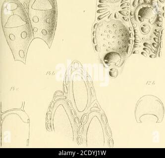 . Morphological and systematic studies on the cheilostomatous Bryozoa . 12... fi Stock Photo