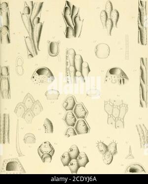 . Morphological and systematic studies on the cheilostomatous Bryozoa . the same species. X 140.The aviculaiian maudihlc of the same spe-cies. X 5,5. The fiist three zoiecia of a colony of Micrn-jiorella ciliala (Palla.s). The original apertureof the primary zoiccium, which is surround-ed by spines, is almost closed to a pore.X .iS. The aperture of Microporella ciliala. A well-dcvcloped vestibular arch is seen and thesupporting beam is furnished with a pair oflateral teeth. X 200, Microi&gt;orell&lt;i ilecorala (Heuss). The zodciumis furnished with three distal pore-chambers,and the curved bel Stock Photo