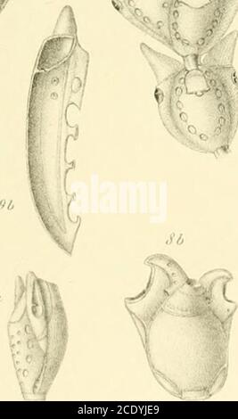 . Morphological and systematic studies on the cheilostomatous Bryozoa . fei.. 1. Stock Photo