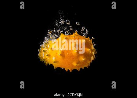 Kiwano or Horned Melon Cucumis metuliferus detailed skin shoot splashing into water on black background. Stock Photo