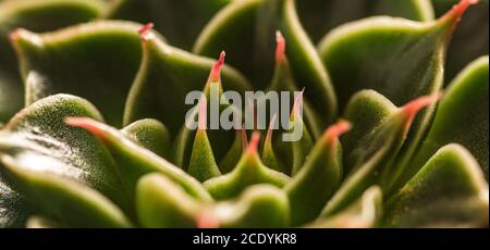 Abstract close-up of the colorful the Echeveria Capri. Abstract selective focus macro background Stock Photo