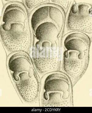 . Morphological and systematic studies on the cheilostomatous Bryozoa . Wih.^^^. Stock Photo