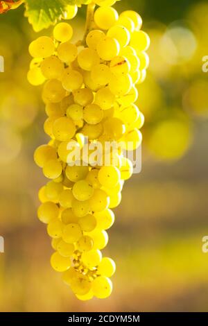 Close-up of a bunch of white wine grapes in the evening sun - selective focus Stock Photo