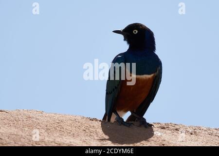 Superb starling Lamprotornis superbus formerly known as Spreo superbus Kenya Tanzania Stock Photo