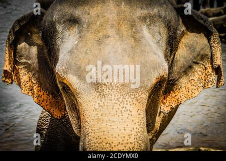 Wild elephant image (Sri Lanka Pinnawara) Stock Photo